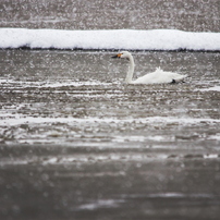 白鳥　2011-2012　その③冬の農村と雪鳥