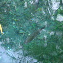 隠れ里　ｉｎ　山梨