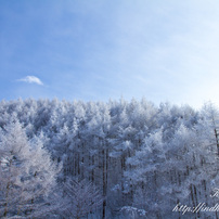 聖高原の冬