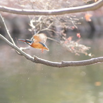 初カワセミ