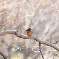 TAMRON(タムロン)のレンズ SP AF 70-210mm F/2.8 LD (Model 67D