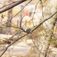 TAMRON(タムロン)のレンズ SP AF 70-210mm F/2.8 LD (Model 67D