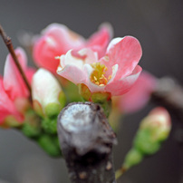 華やか花マクロ