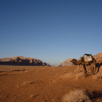 ワディ ラム保護地域 の写真 画像 写真集 写真共有サイト Photohito