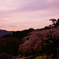 花々