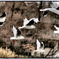 昆陽池公園の野鳥