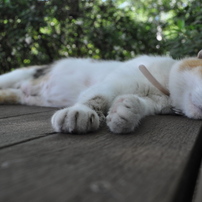 ひるねこ