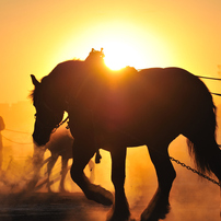 命のざわめき～ばんえい競馬の調教風景より