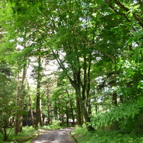 PANASONIC(パナソニック)のデジタルカメラDMC-FS25 で撮影した写真