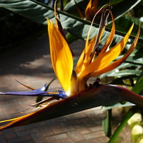 冬の植物園－３