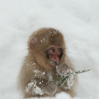 雪に生きる