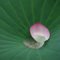 petals