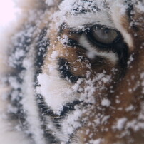 Tiger eye