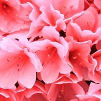 Flower that blooms in Yamagata