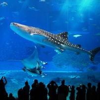 サメの写真 画像 写真集 写真共有サイト Photohito