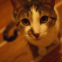 猫♥