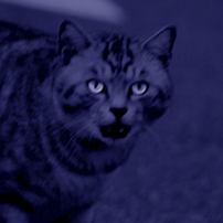 TAMRON(タムロン)のレンズ AF 28-300mm F3.5-6.3 XR Di LD Aspherical