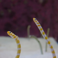 美ら海水族館