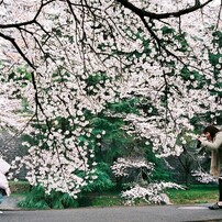 桜遊歩道にて