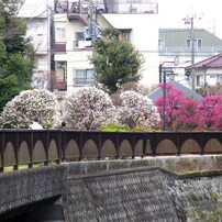 梅と橋