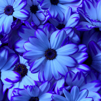 Blue Cineraria