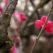 道明寺　梅香る