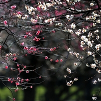 NIKON(ニコン)のレンズ Ai AF Zoom Nikkor ED 80-200mm F2.8D で撮影