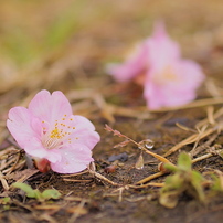 春の雫Ⅰ