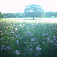 昭和記念公園