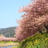 河津桜2012
