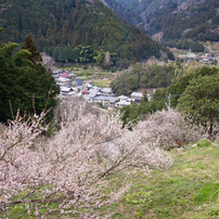 2012年･･･梅を撮影した