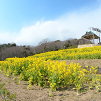 きららと菜の花畑