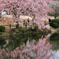 桜　（2012）