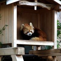 ミニミニ動物園