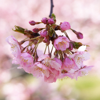 2012 河津桜