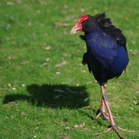 PUKEKO２