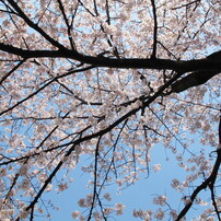 桜の木2012