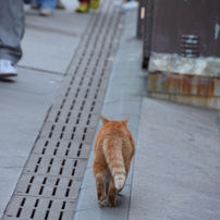 えのしま猫