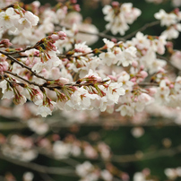 桜の花