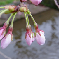 川縁の桜