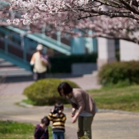 桜と桜のある風景