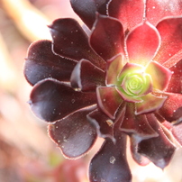 smallrose