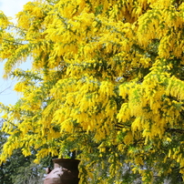 ミモザの写真(画像)・写真集 - 写真共有サイト:PHOTOHITO