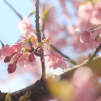 2012.3　河津桜