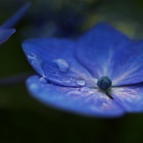 今春よりの花々です♪➁