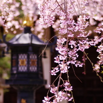 花迎え、そして花送り