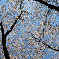 今年の桜の木