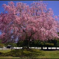 奈良公園・枝垂桜