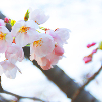 20120401宝塚界隈