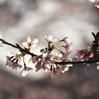 花写真　桜2012